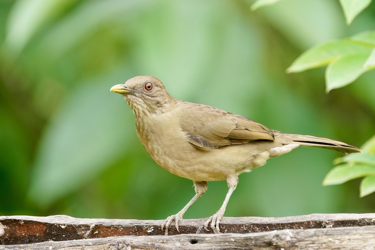 Clay-colored Thrush - ML642000907