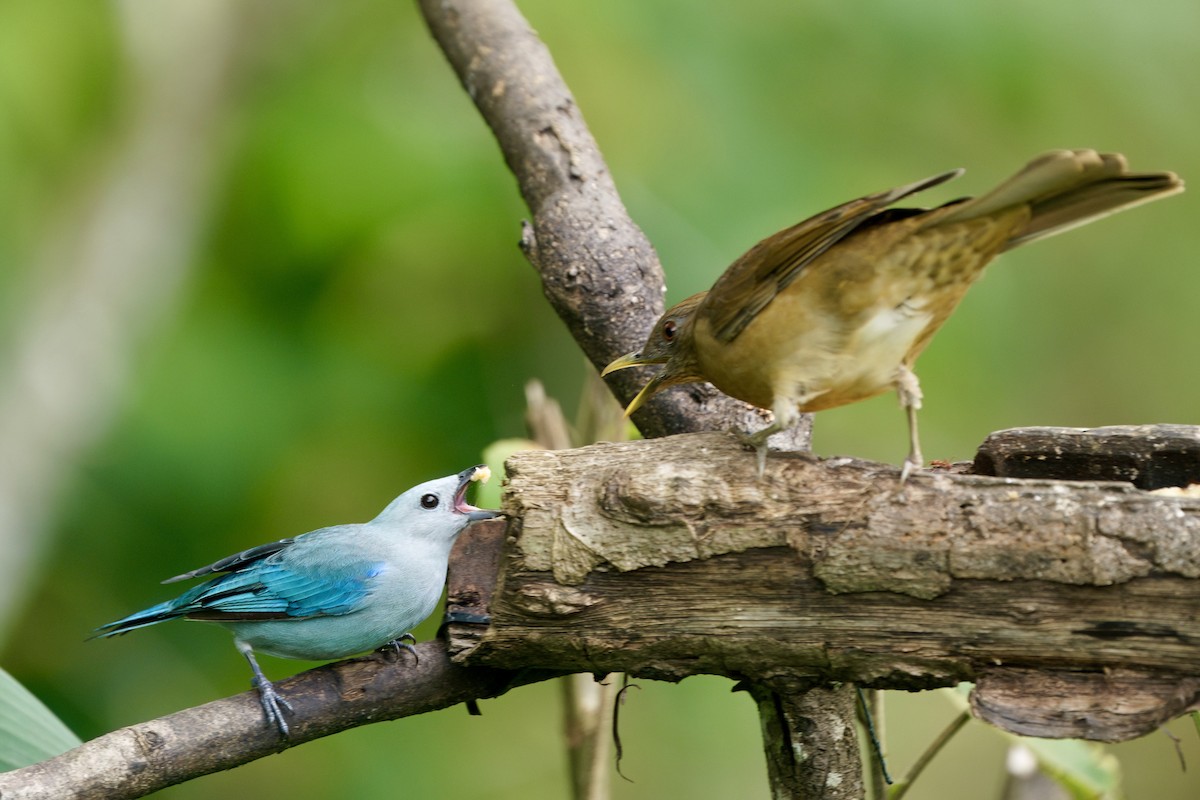 Clay-colored Thrush - ML642000909
