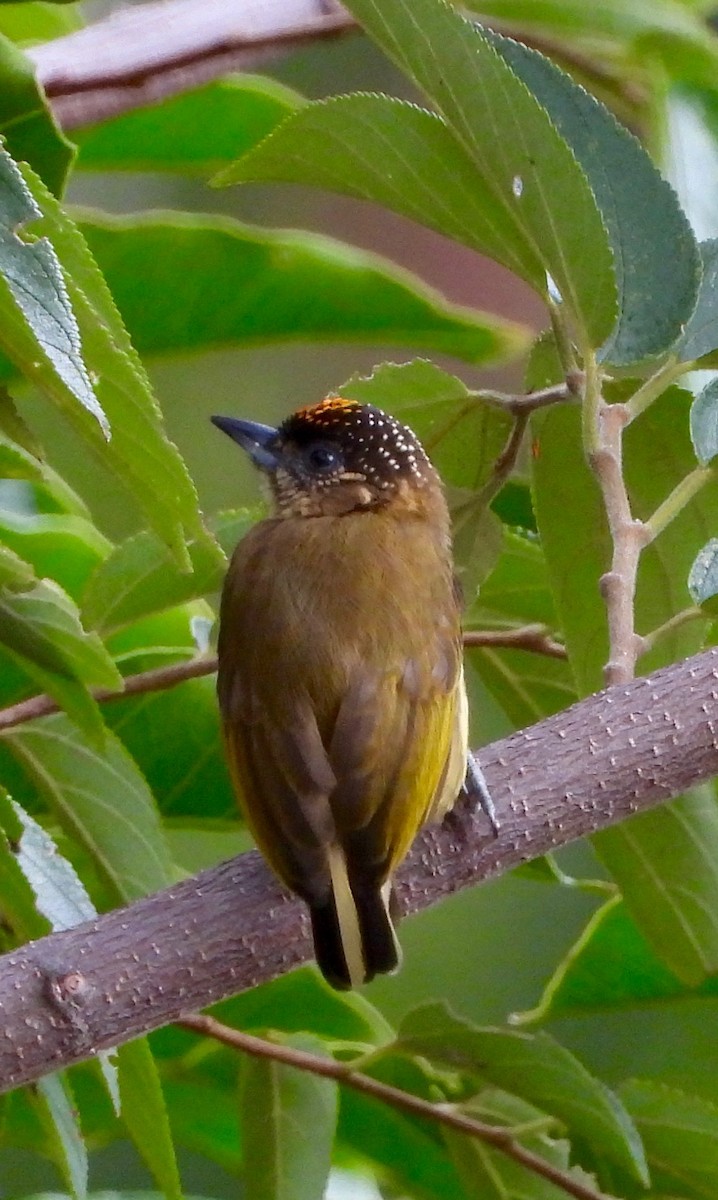 Olivaceous Piculet - ML642000910