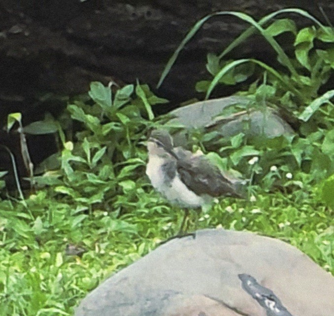 Spotted Sandpiper - ML642000912