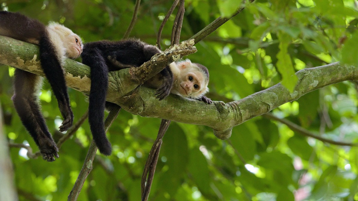 Central American White-faced Capuchin - ML642000916