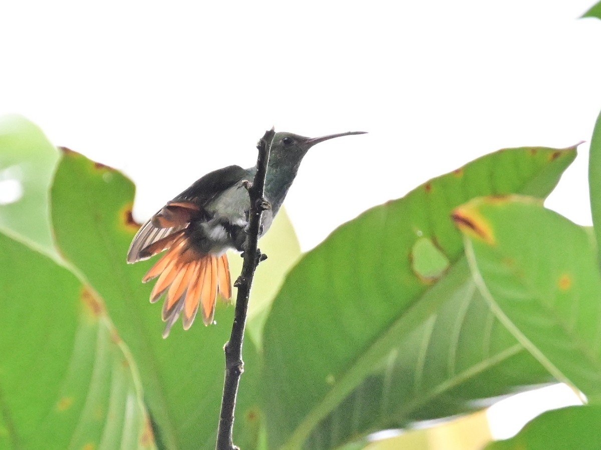 Rufous-tailed Hummingbird - ML642000917