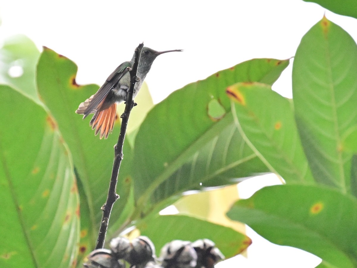 Rufous-tailed Hummingbird - ML642000918
