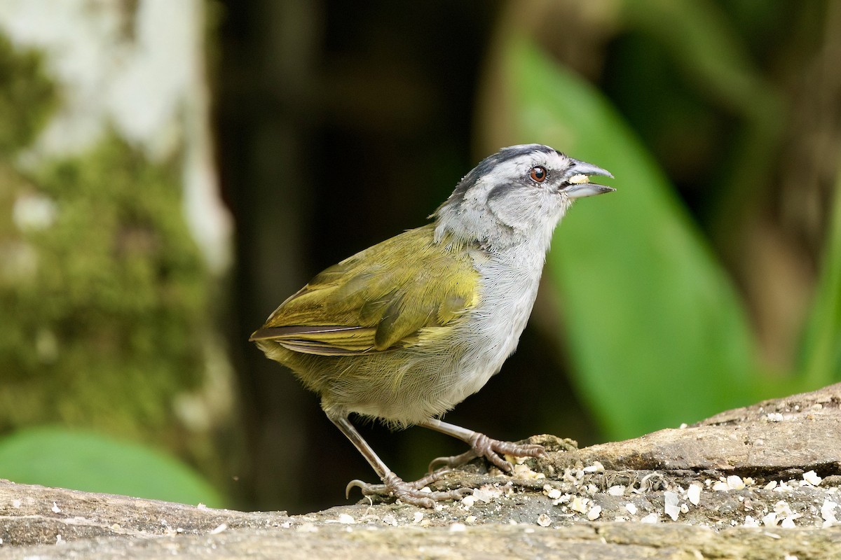 Black-striped Sparrow - ML642000921