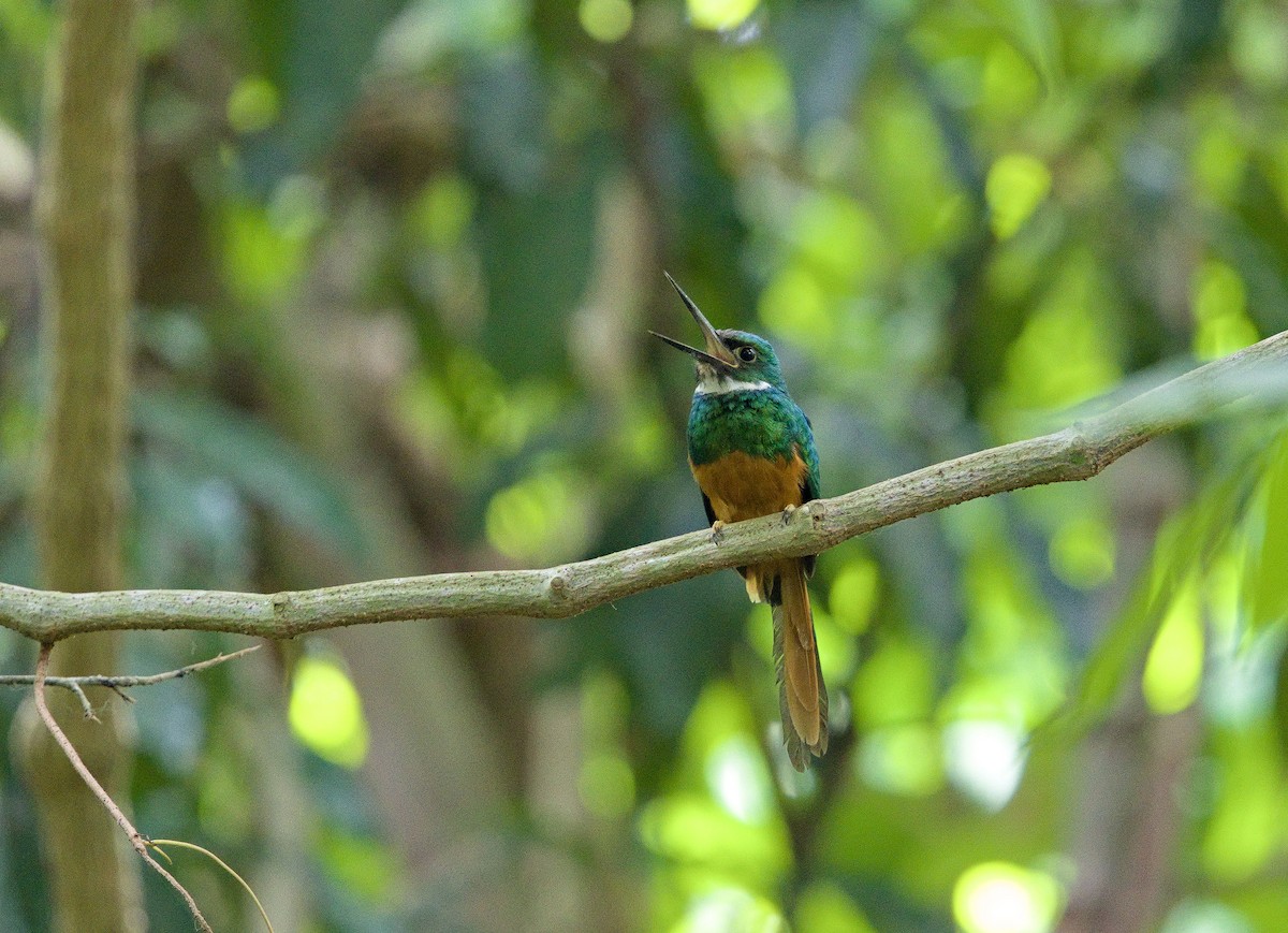 Rufous-tailed Jacamar - ML642000922