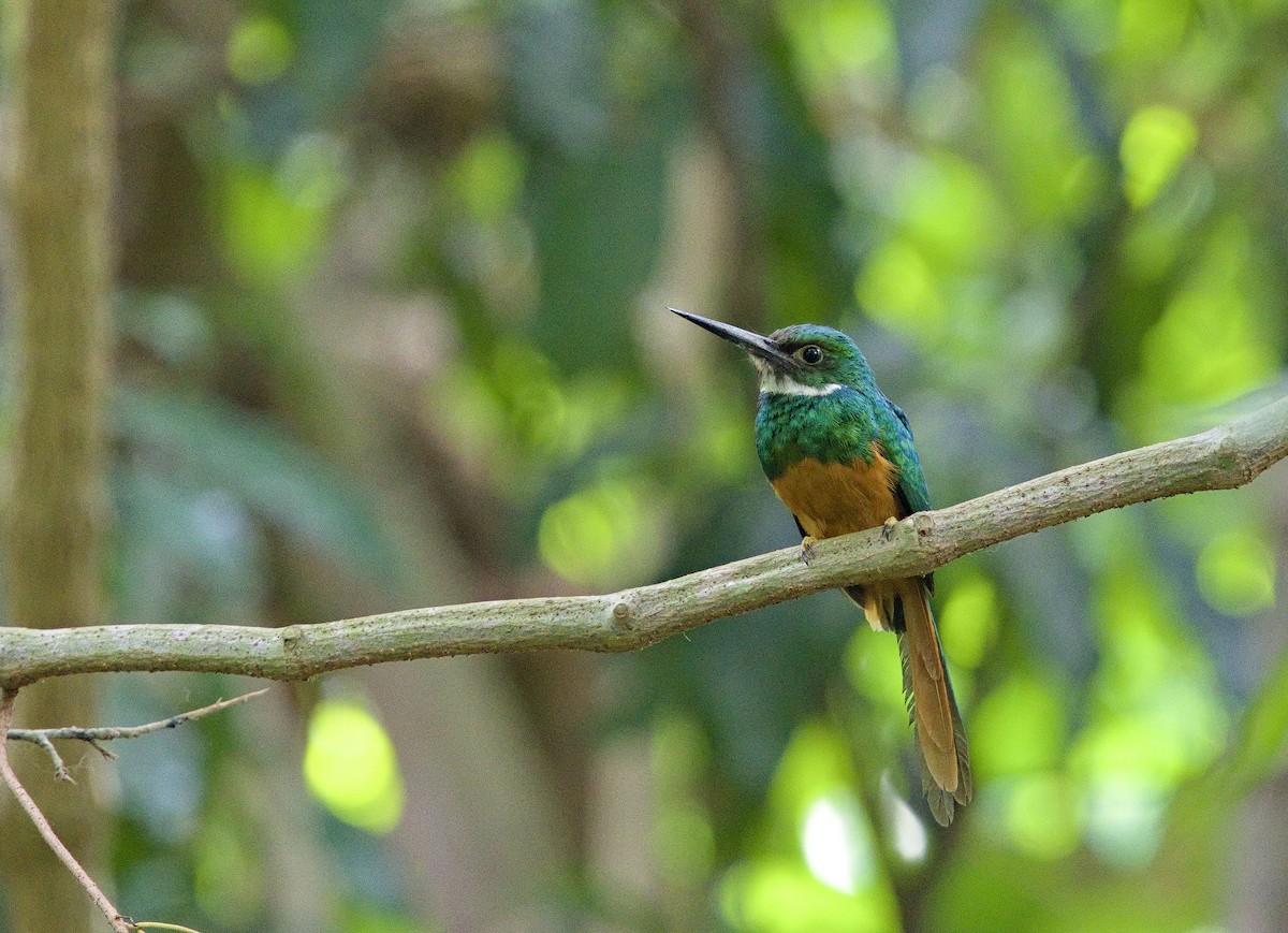 Rufous-tailed Jacamar - ML642000923