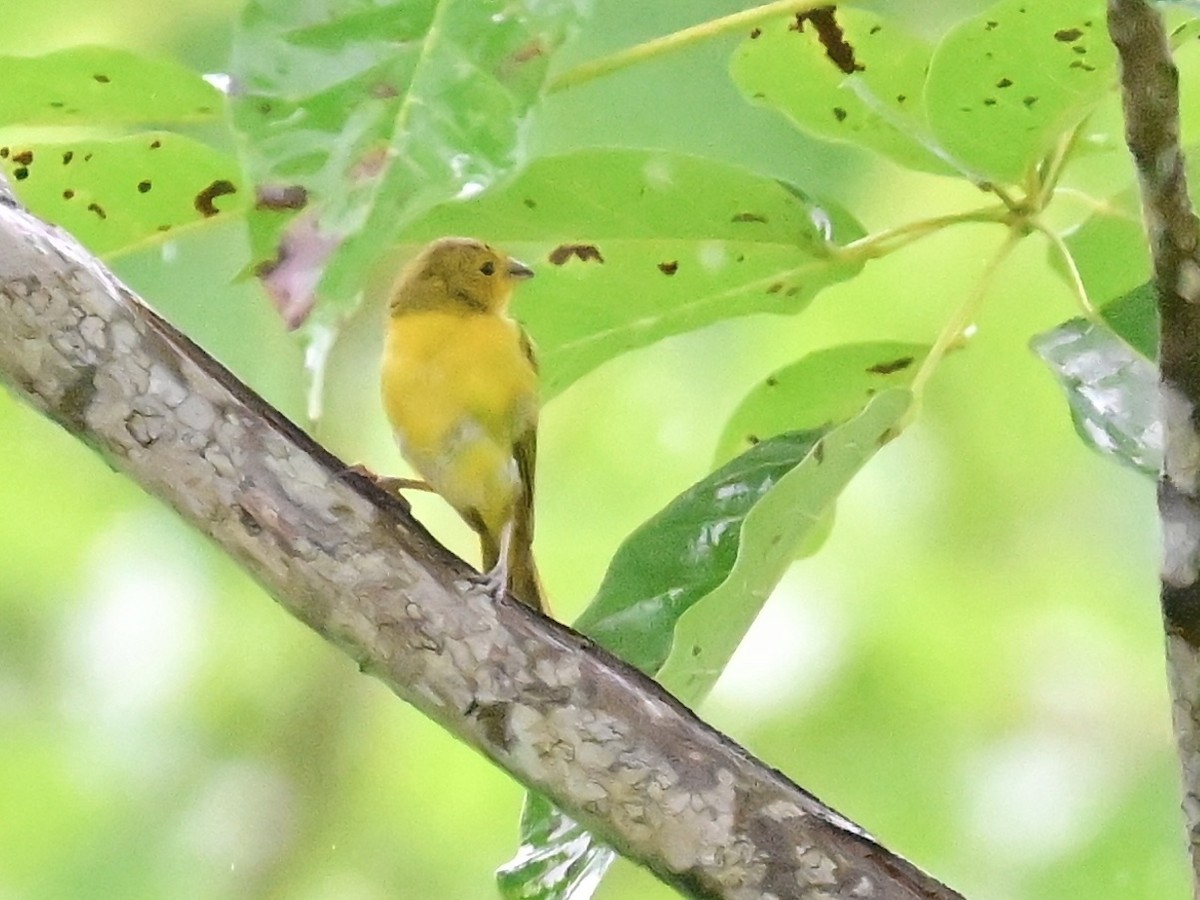Saffron Finch - ML642000927
