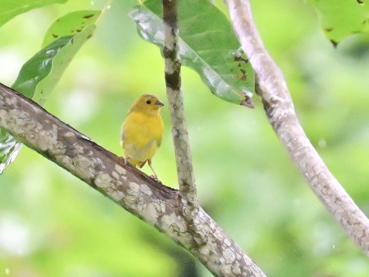 Saffron Finch - ML642000928