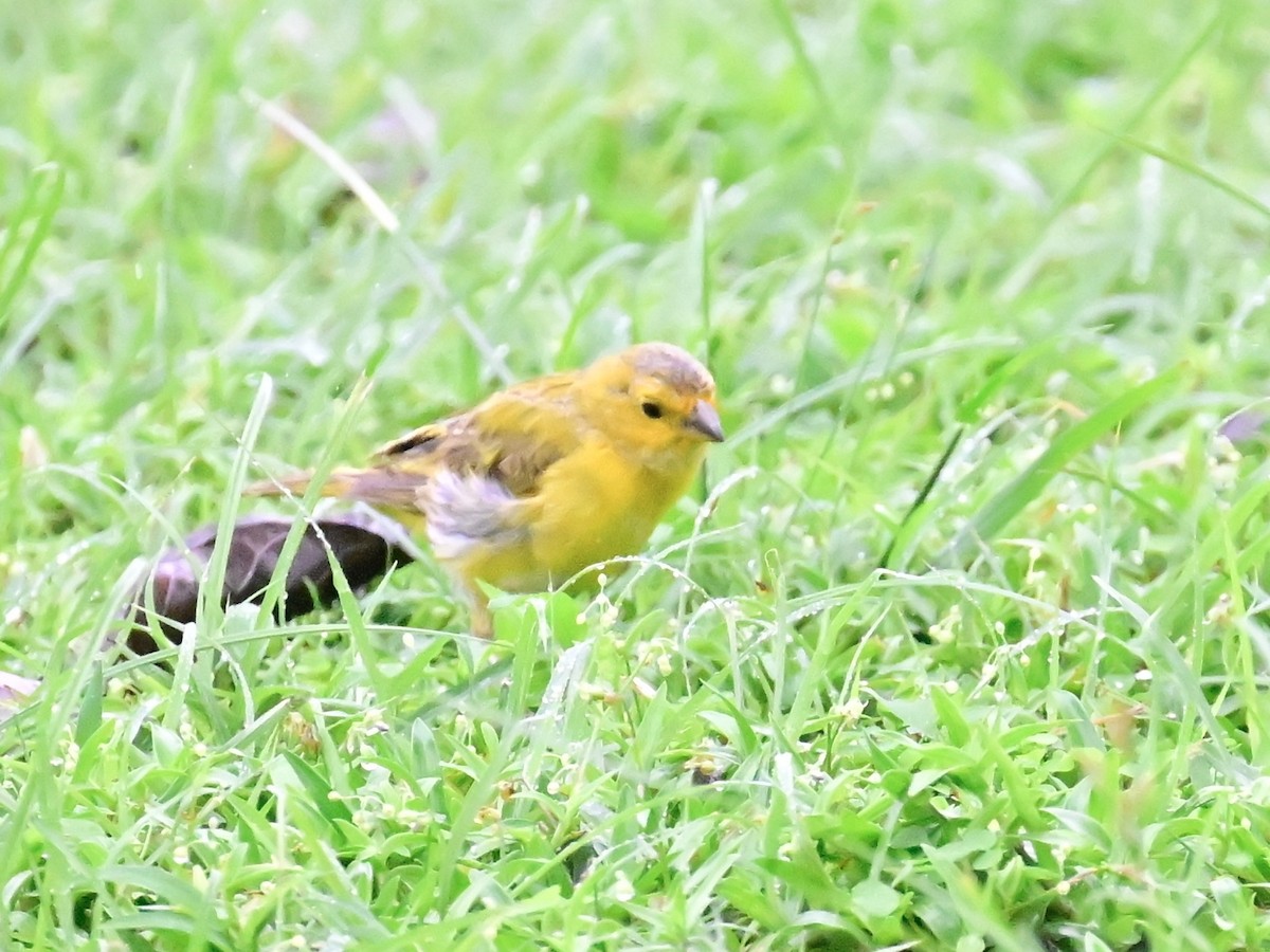 Saffron Finch - ML642000929