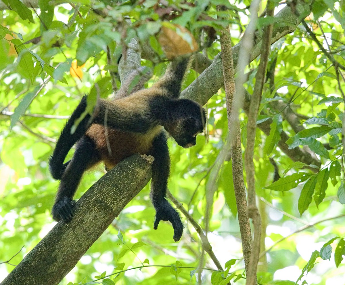 Central American Spider Monkey - ML642000947
