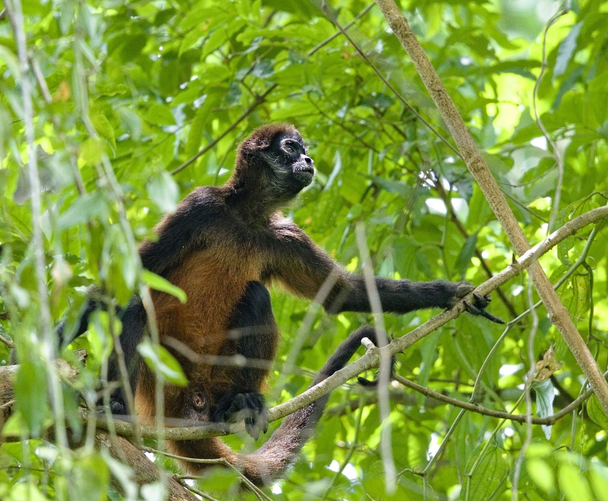 Central American Spider Monkey - ML642000948