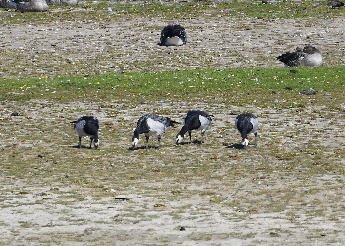 Barnacle Goose - ML642000954