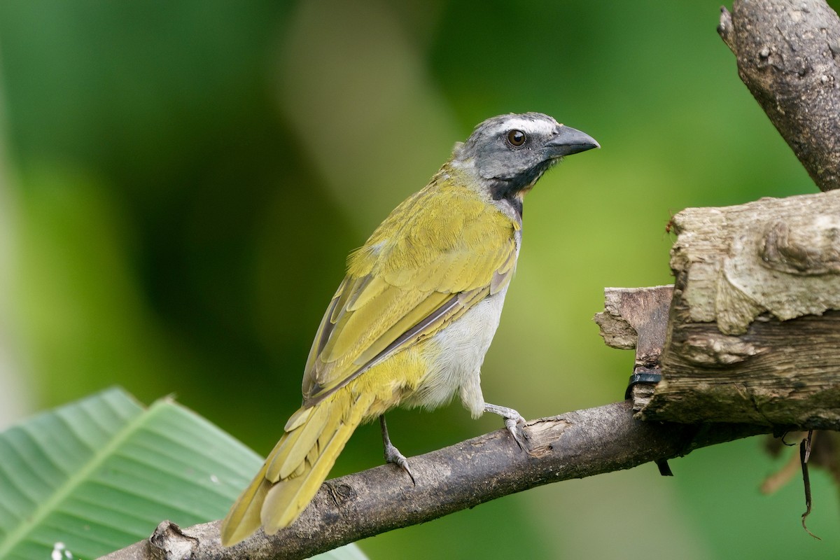 Buff-throated Saltator - ML642000961