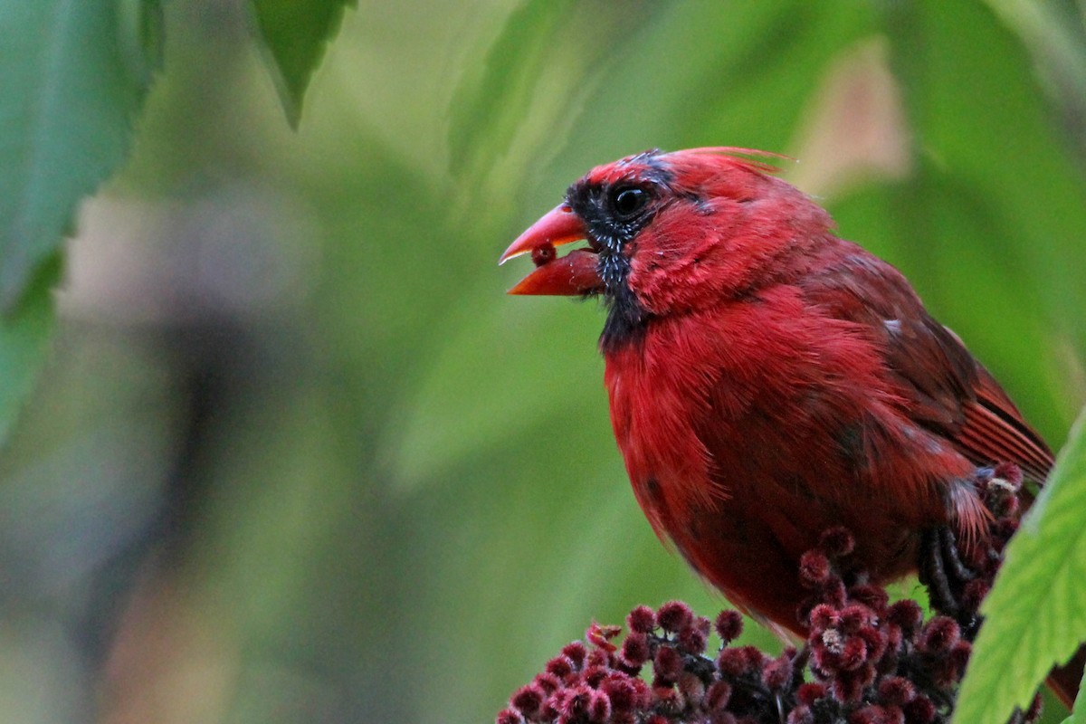 Northern Cardinal - ML642000966
