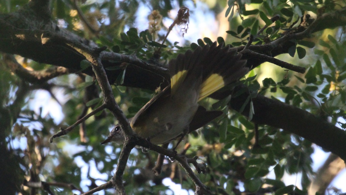 American Redstart - ML642000991