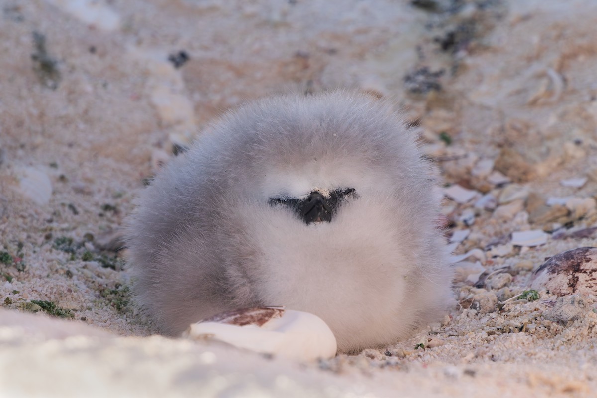 Red-tailed Tropicbird - ML642000992
