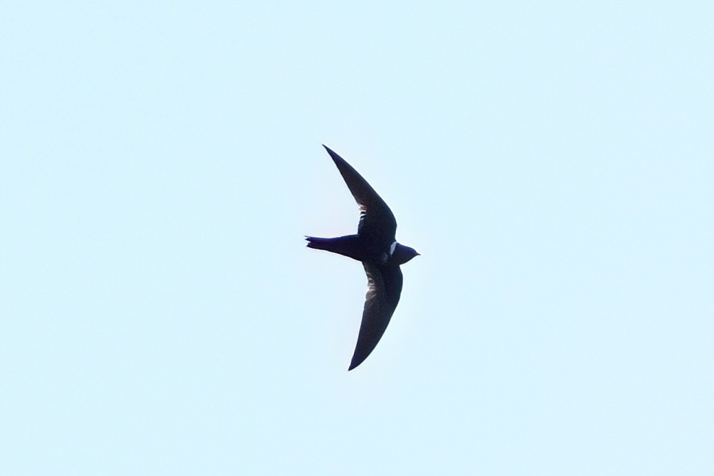 White-collared Swift - ML642000998