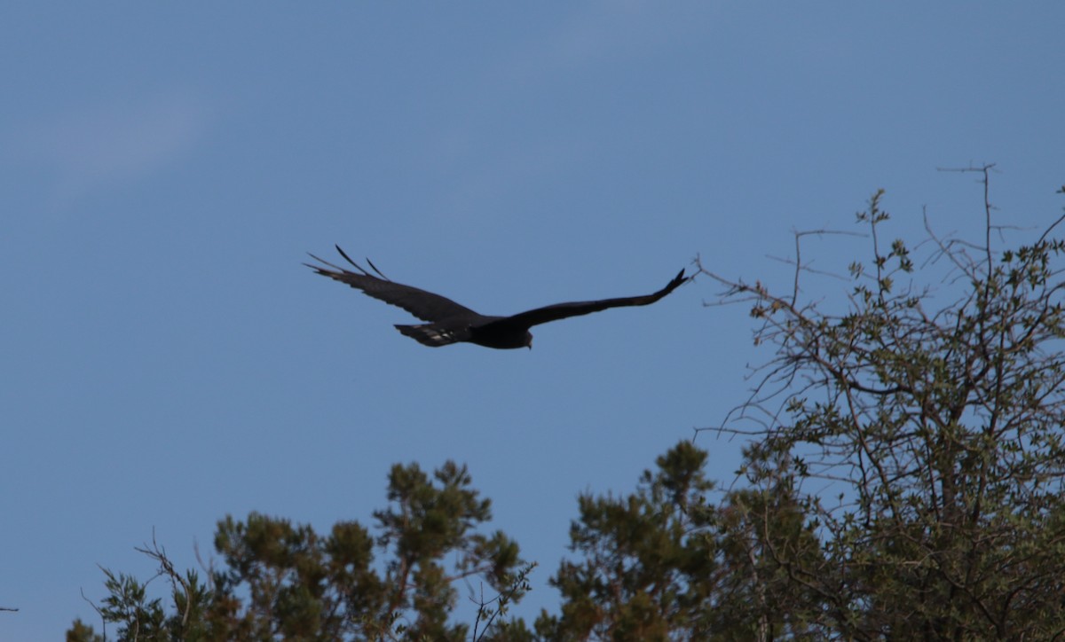 Zone-tailed Hawk - ML642001000