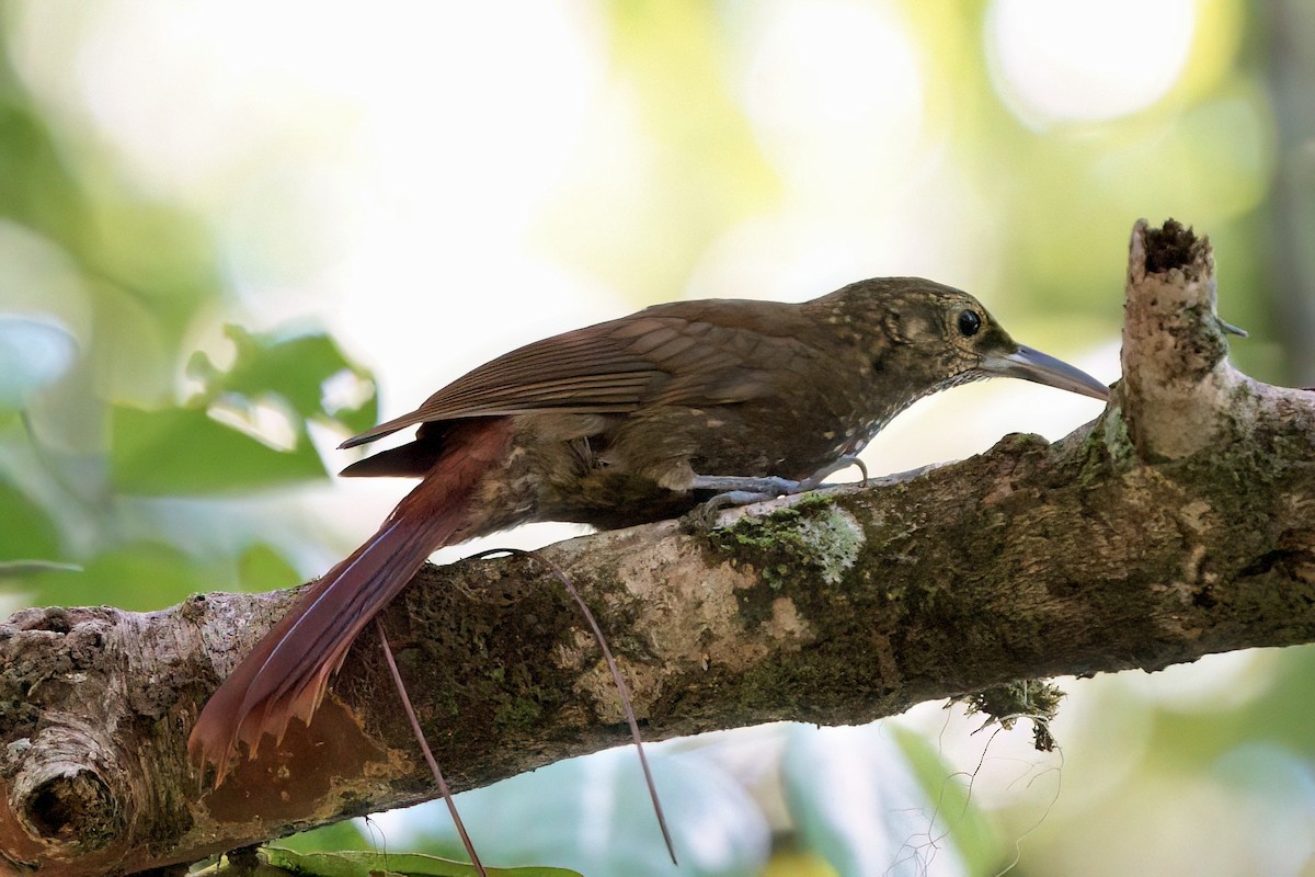 Spotted Woodcreeper - ML642001025