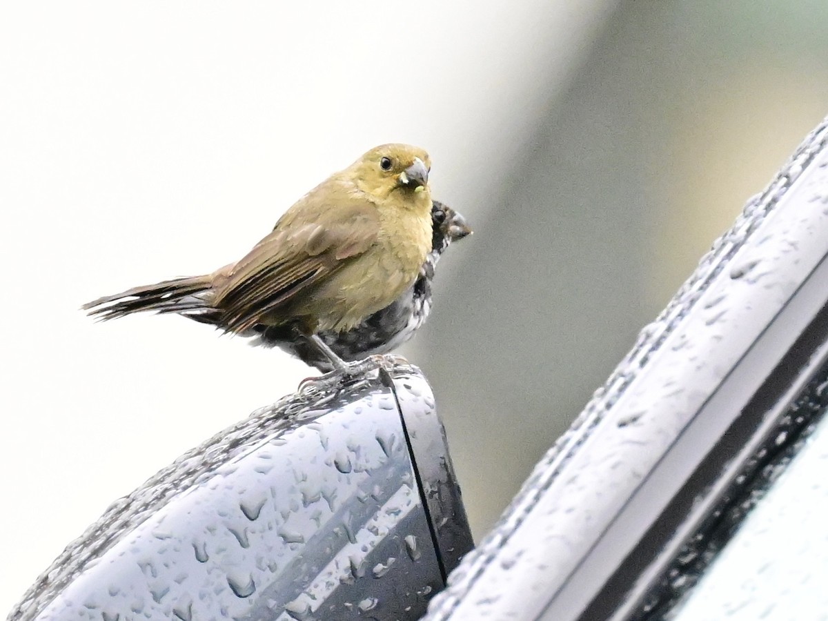 Variable Seedeater - ML642001028