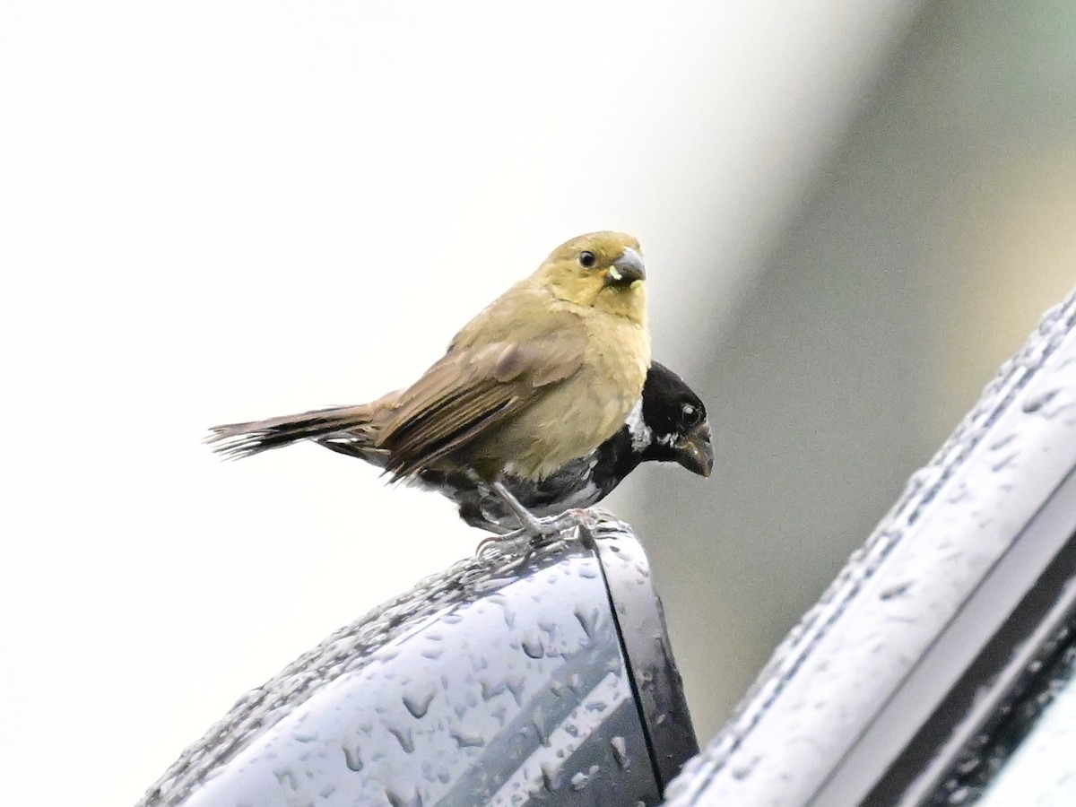 Variable Seedeater - ML642001029