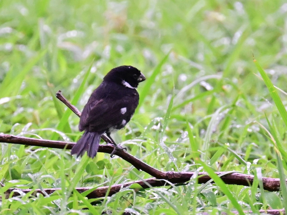 Variable Seedeater - ML642001030