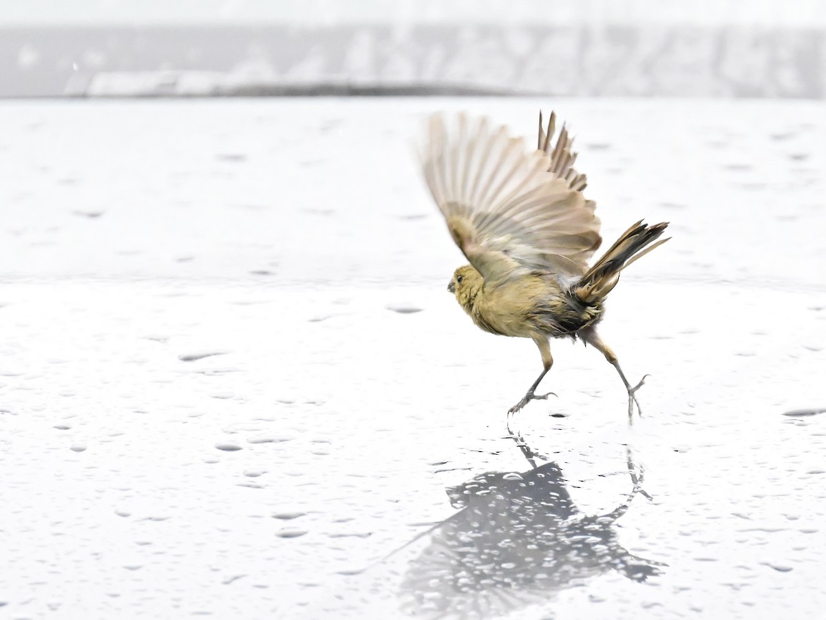 Variable Seedeater - ML642001031