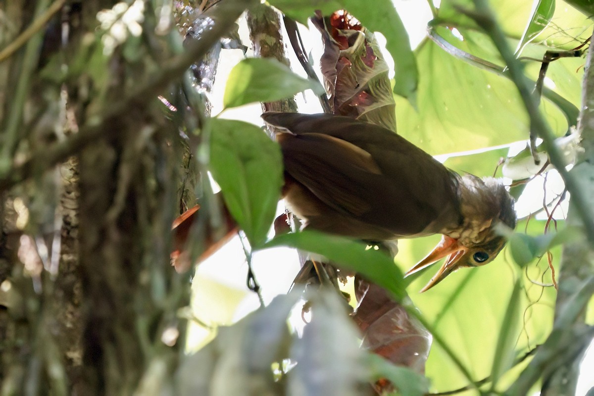 Fawn-throated Foliage-gleaner - ML642001033