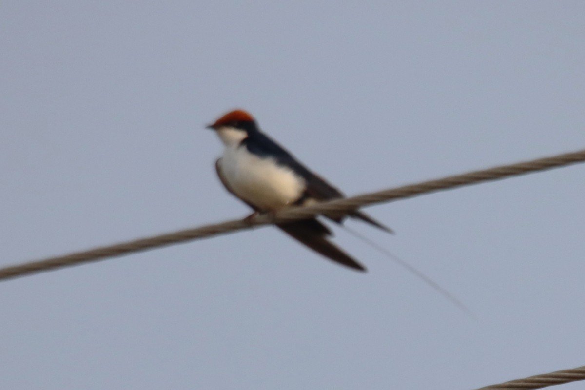 Wire-tailed Swallow - ML642001038
