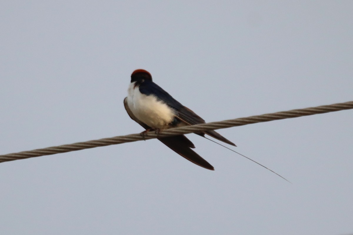 Wire-tailed Swallow - ML642001039