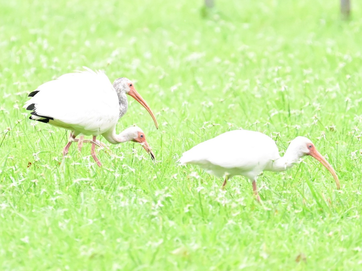 ibis bílý - ML642001051