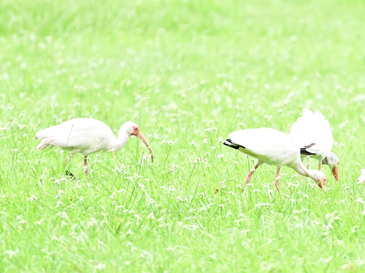 ibis bílý - ML642001052
