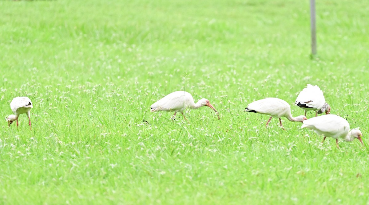 ibis bílý - ML642001053