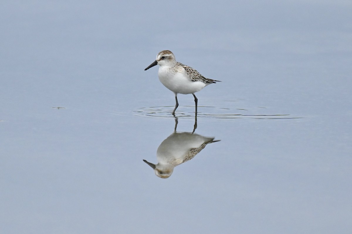 sandsnipe - ML642001056