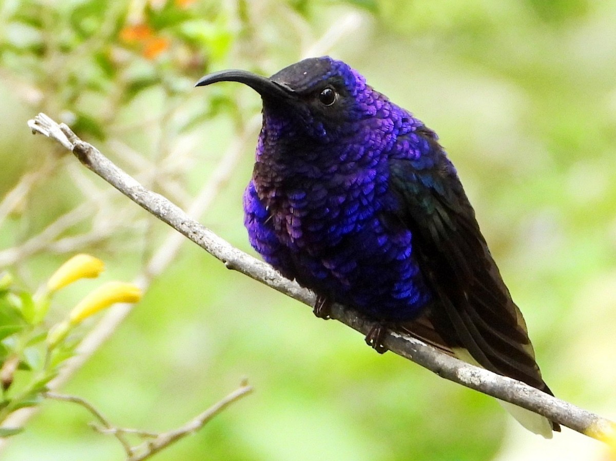 Violet Sabrewing - ML642001062