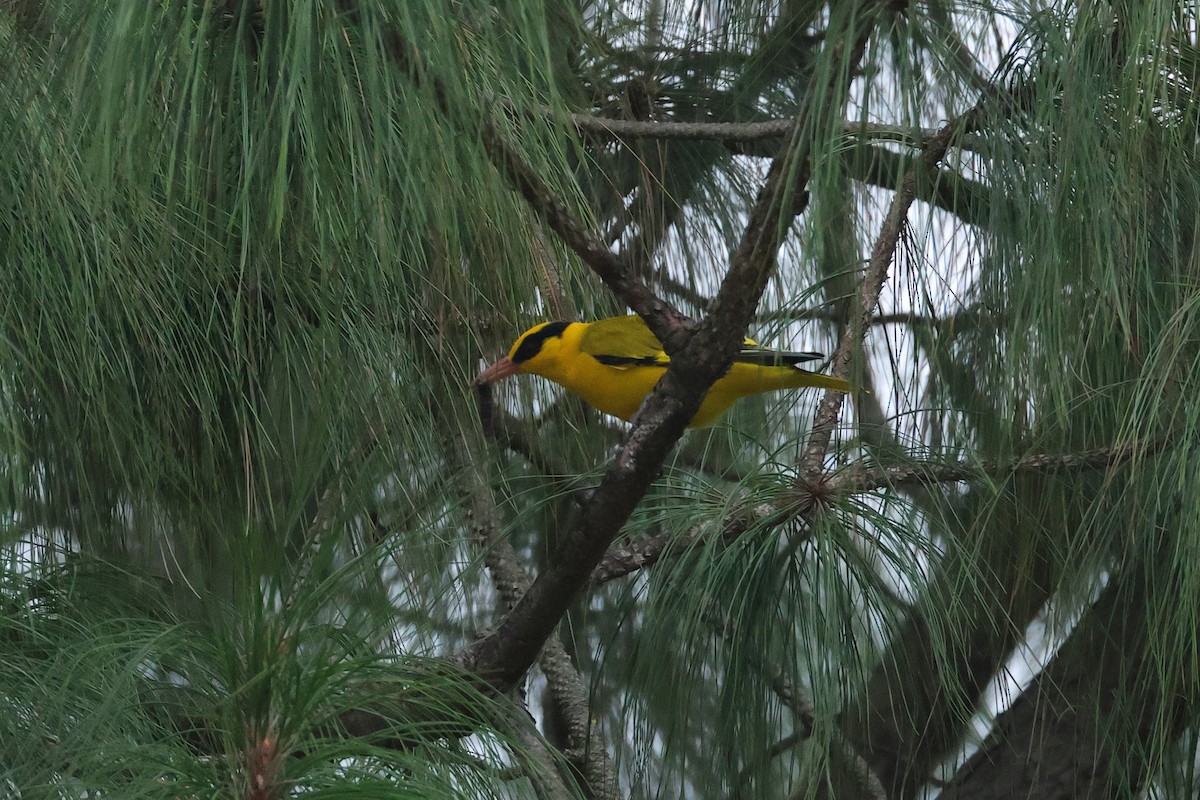 Slender-billed Oriole - ML642001063