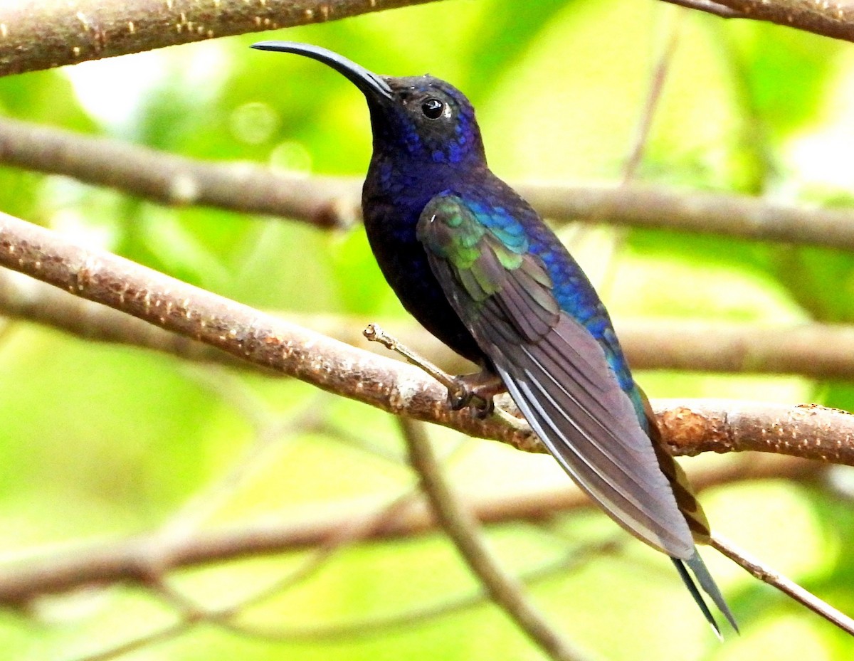 Violet Sabrewing - ML642001065
