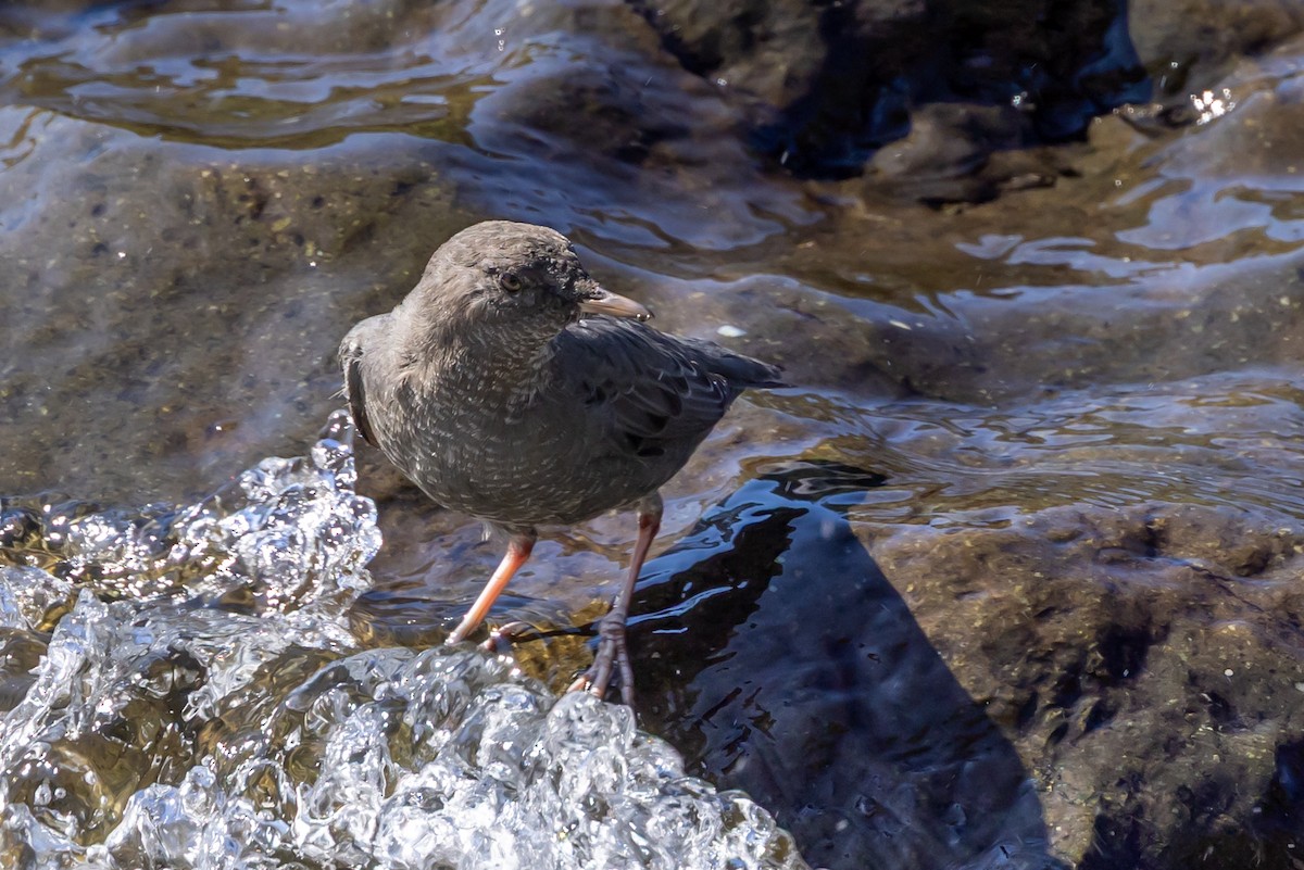 American Dipper - ML642001068
