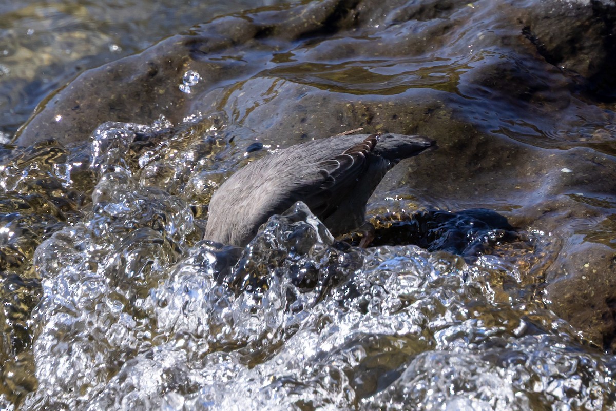 American Dipper - ML642001069
