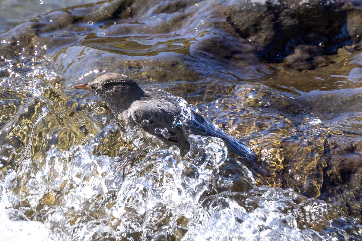 American Dipper - ML642001070
