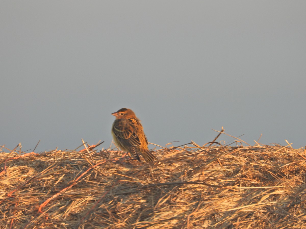 Bobolink - ML642001090
