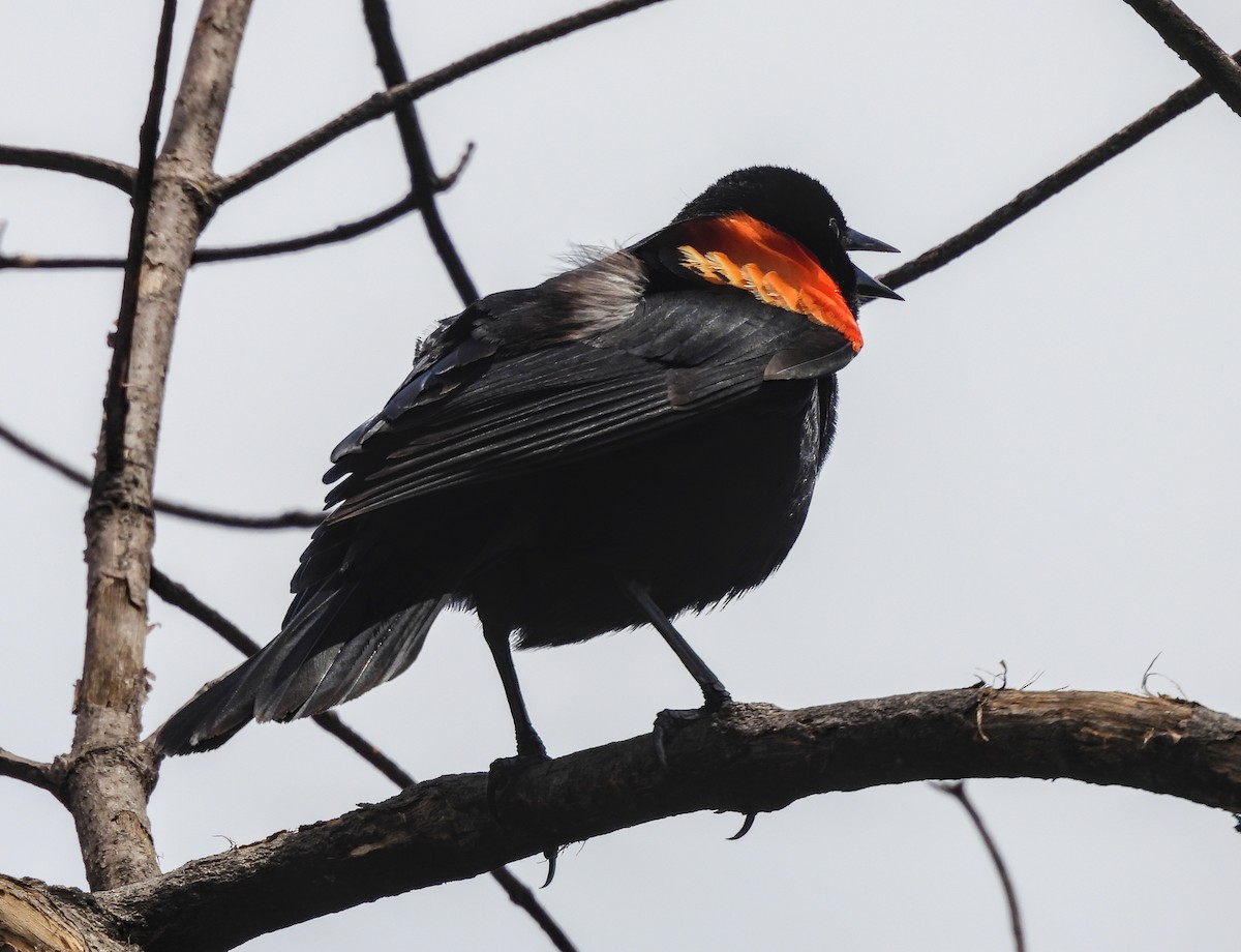 Red-winged Blackbird - ML642001092
