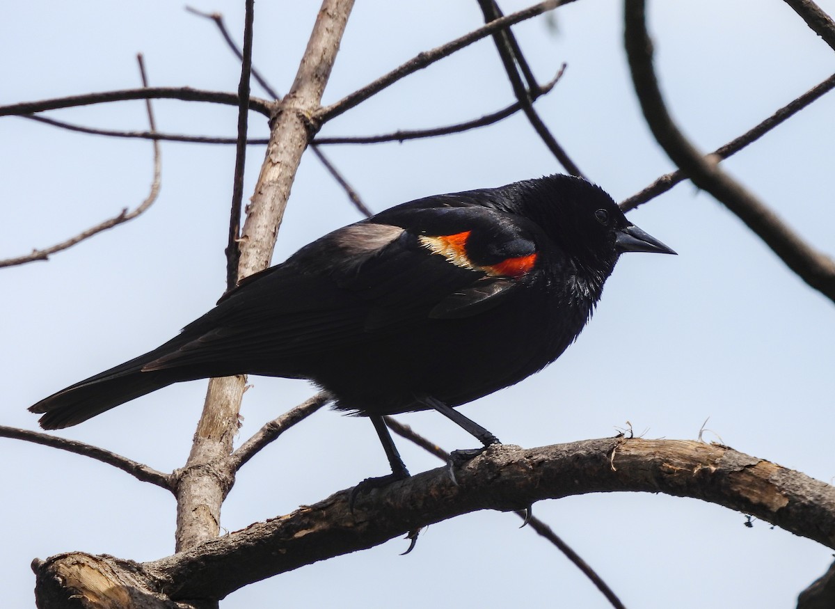 Red-winged Blackbird - ML642001093