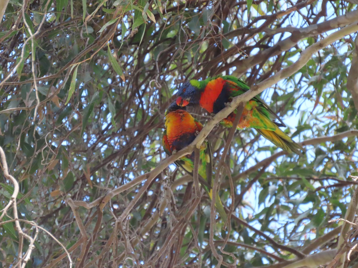 Rainbow Lorikeet - ML642001095