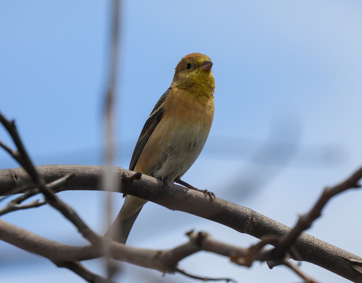 Lazuli Bunting - ML642001096
