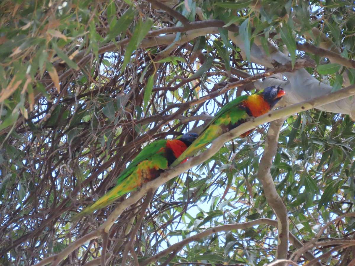Rainbow Lorikeet - ML642001100