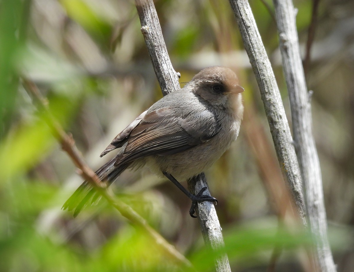 Bushtit - ML642001101