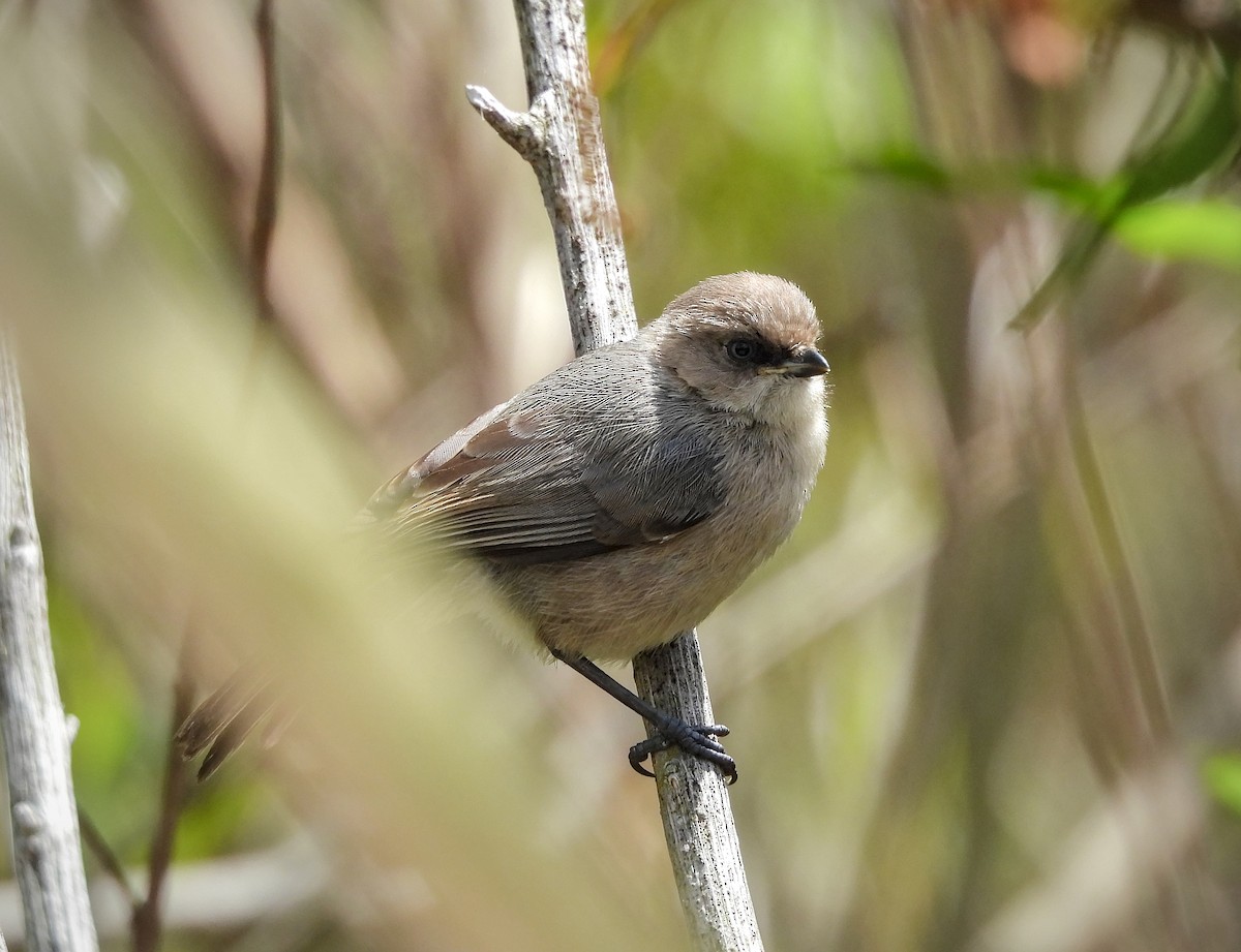 Bushtit - ML642001102