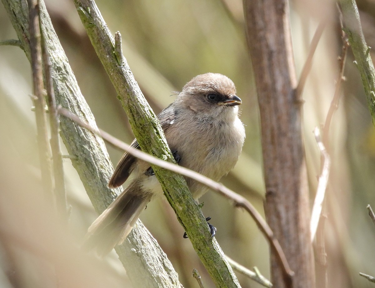 Bushtit - ML642001103