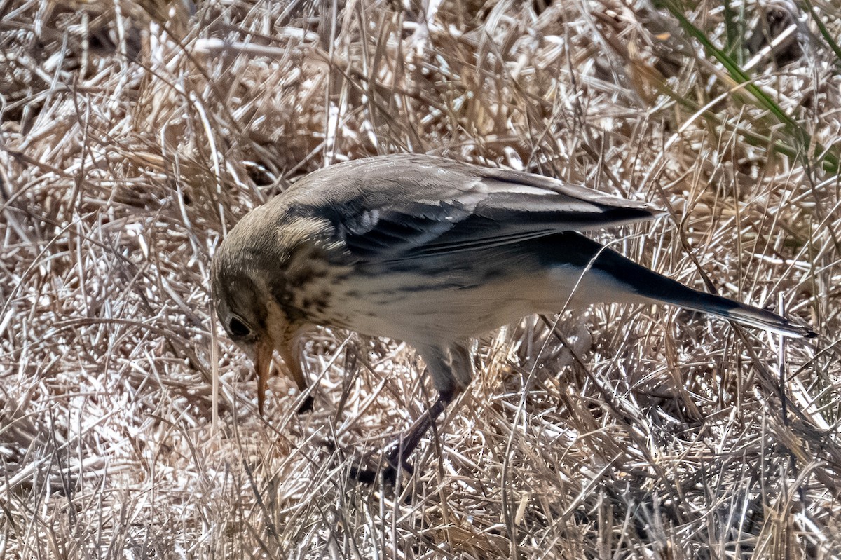 American Pipit - ML642001104